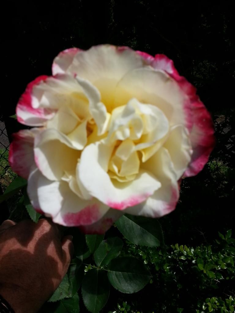  photo 20140623_122519_zpsjaziuspy.jpg